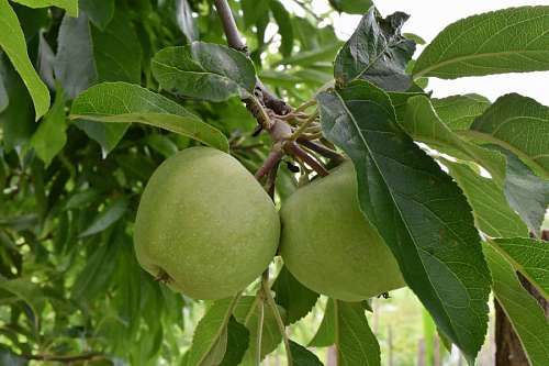 manzano apple tree apples leaf fruit branches nature agriculture 