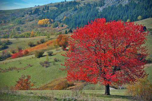 hillside-houses autumn bosnia herzegovina season hillside tree park plant landscape leaf shrub leaves forest nature bark yellow maple brown 