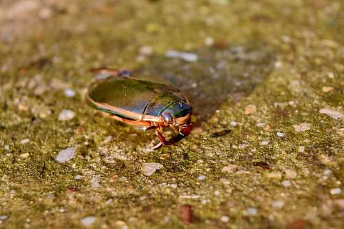 beetle beetle arthropod biology animal blur ecology entomology bug 