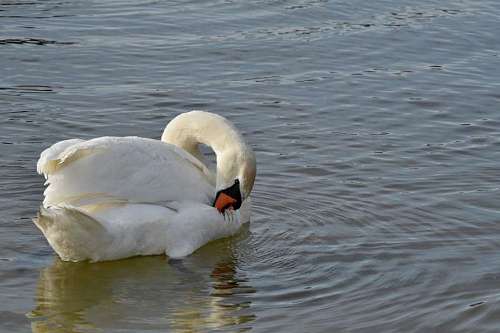 pájaro acuático cisne nadando lago pico aves acuáticas vida silvestre piscina agua