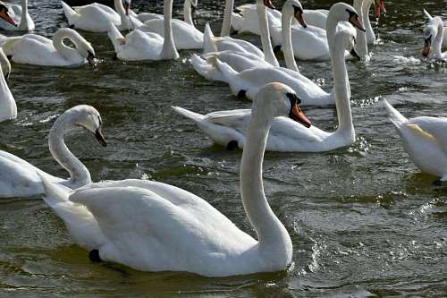 bird wading swan nature flock feather beak aquatic wildlife water 