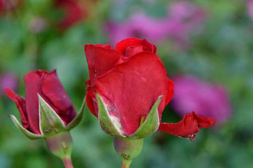 bud flower flowers roses garden nature summer petal flora kb