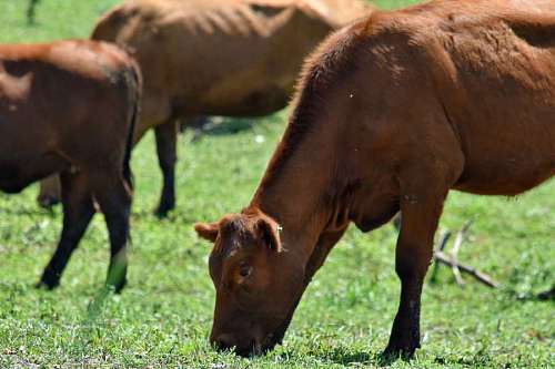 bull cow grazing animal field meadow livestock calf ranch grass