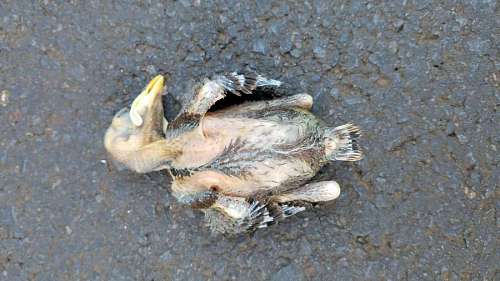 polluelo hormigón pájaro muerte vida silvestre al aire libre naturaleza animal joven kb
