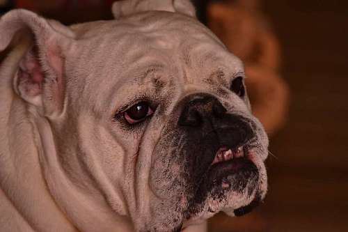 teeth chien drole funny teeth nose mouth pet canine breed puppy dog copyright 