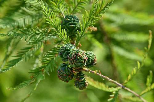 coniferous conifer forest leaves branches tree leaf plant pine branch nature medium