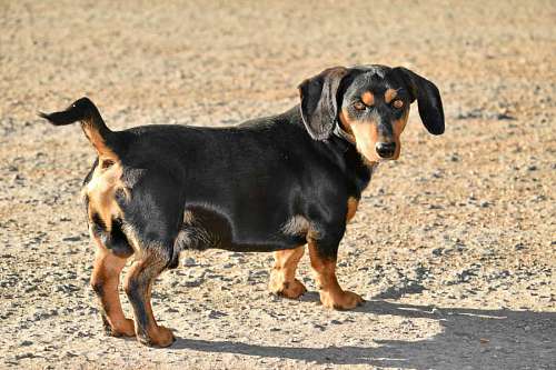 dachshund lado perro sol de pura raza canino cachorro mascota animal hechos inteligente raza rover