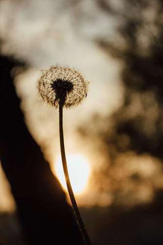 dandelion seed shadow sunset silhouette herb plant sun nature flower