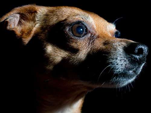 estudio fotografico olho de estúdio de fotografia de retrato de cão