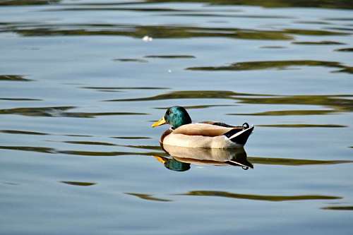 pato selvagem pato reflexão piscina pena água pássaro deserto plumagem aves aquáticas lago