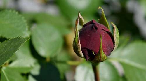 flower rose bud gardening roses flowers garden leaf plant nature kb