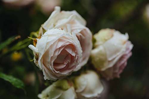 arbusto flor rosas elegante rosa arbusto desenfoque ramo hoja naturaleza kb