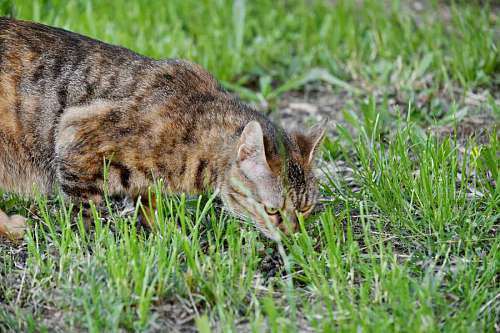curiosity grass cat feline curious domestic kitten fur nature
