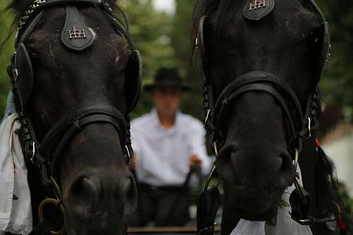 arn head carriage horses harness close horse animals cavalry animal kb