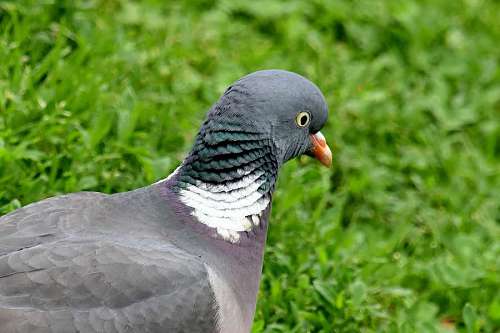 head side pigeon bird beak feather wildlife wild nature animal