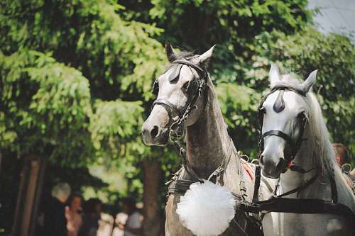 carriage horses  white  celebration  carriage 