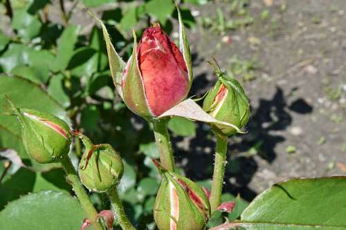 horticulture bud leaves flower outdoors leaf nature rose summer