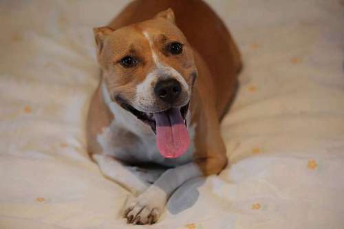 tongue laying dog tongue bed happiness head pet canine puppy bedroom dogs 