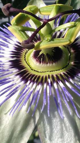 pistil flower close garden flora tropical upclose nature kb