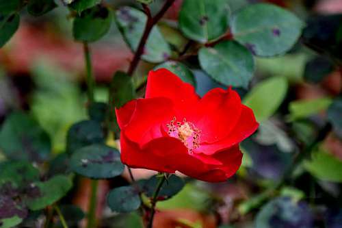 pistil rose blossom shrub wild plant garden flora leaf nature kb