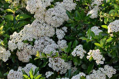 plant flora arbuste feuille spring bloem struik lente nature printemps shrub natuur tuin flore plante witte herb leaf flower garden