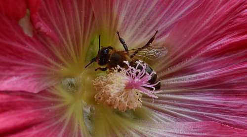 pollen bee flower insect nature outdoors summer arthropod flora plant nectar pollinating shrub kb 