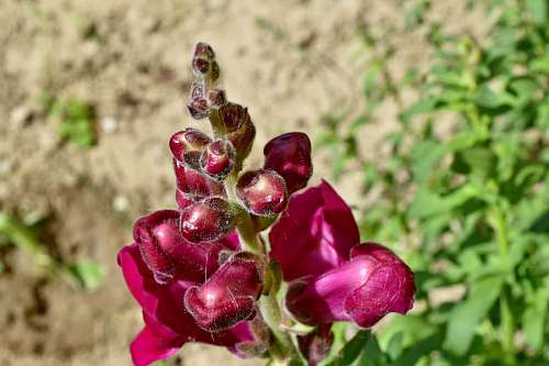 snapdragon purple grass herb weather spring flower snapdragon horticulture fair flora nature kb