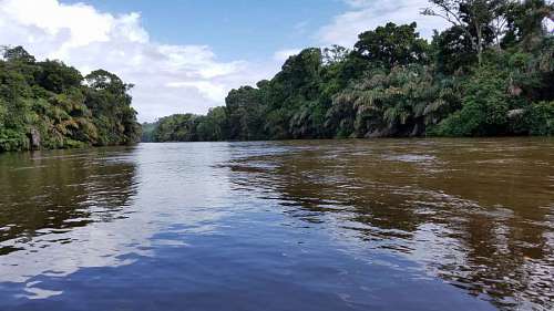 rainforest river flood forest tropical lakeside landscape water tree shore kb