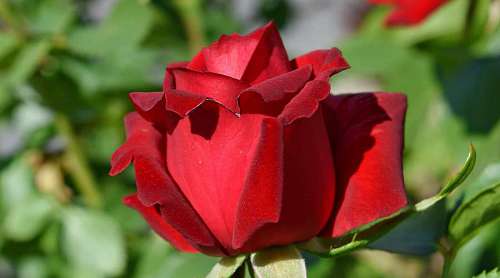 rose bud flower nature gardening roses shrub blossom leaf