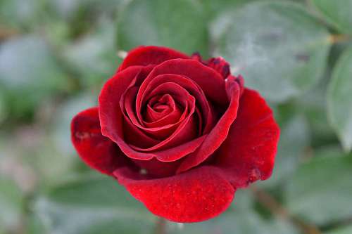 rose romance blurry roses petal flower leaf shrub plant