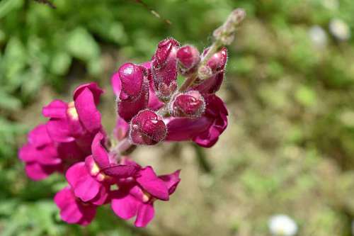 wildflower shrub purple plant wildflower blossom flower flora leaf nature garden  flowers