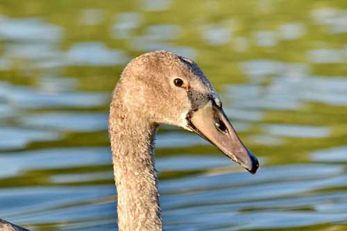 side swan bird swimming pool portrait young waterfowl wildlife nature  birds