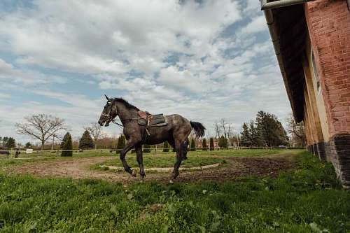 stallion sport horses farm stallion ranch horse program training mare grass animal