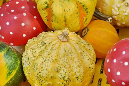 squash halloween nutrition harvest produce vegetable autumn pumpkin delicious health