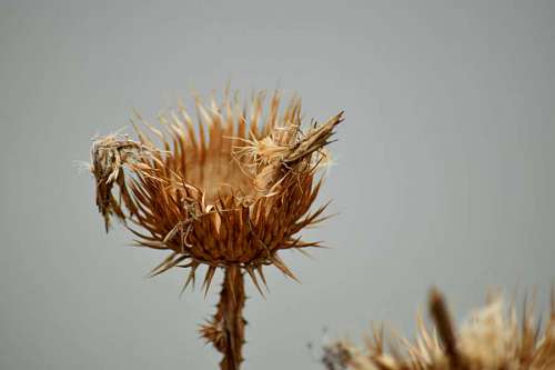 sharp-angles summer natural wild sharp plant nature flower biology outdoors still