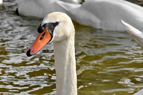 cisne pico agua acuático naturaleza luz del día aves acuáticas pájaro fauna silvestre lago kb