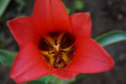 tulip pollen close spring petal flower leaf pistil flora kb