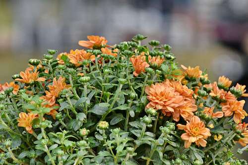 yellow orange flowers bouquet blur spring nature bloom flora plant flower