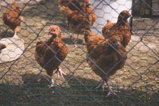 aves animales aves pollos grupo rebaño corral malla