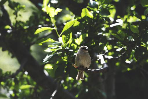 animals  birds  perched  sit  trees  branches  leaves