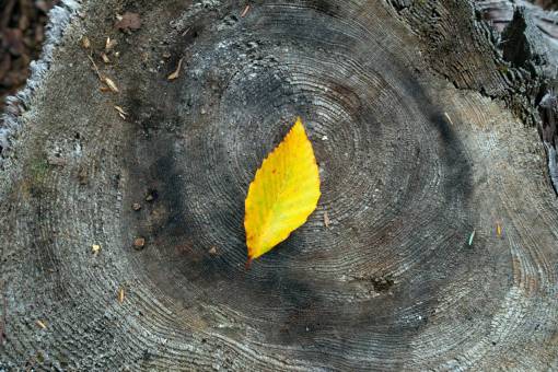 timber autumn  foliage  leaf  wood  tree  texture  nature