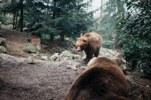 grand bear;forest mammal animal forest animals in the wild nature outdoors