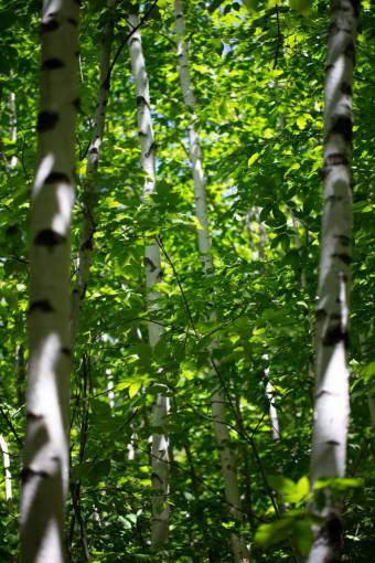 birch  trees  summer  spring  forest  leaves  growth