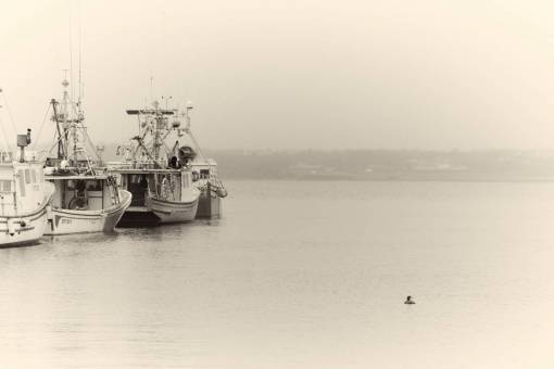 sepia boats  water  harbor  marina  bay  boat  loon