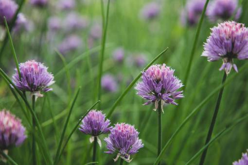chive chives  blossom  garden  nature  wild  purple  bloom