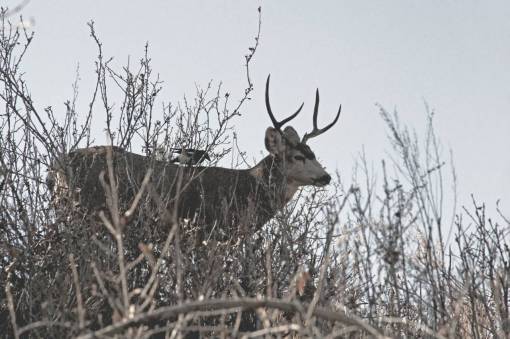 horn-of-africa deer  animal  horn  wildlife  forest  mountain  grass