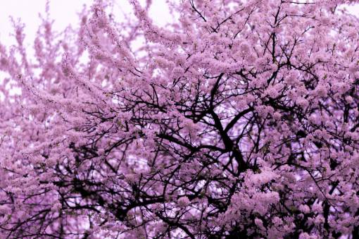 flower  pink  petal  bloom  garden  plant  nature