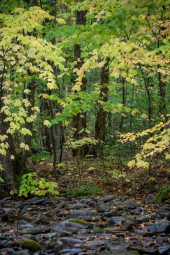footpath forest  path  nature  trees  branches  leaves  stone