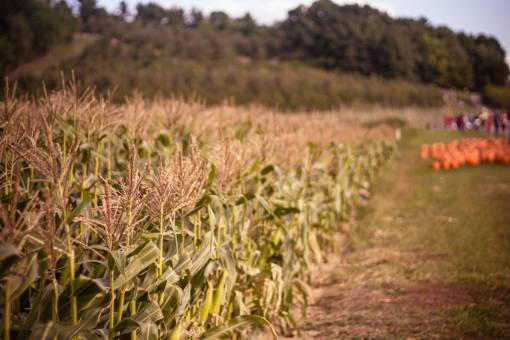 cultivo campo de hierba naturaleza cultivos paisaje desenfoque