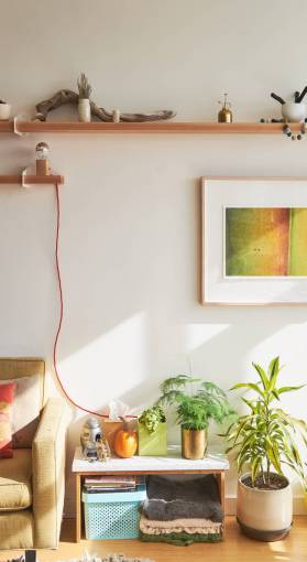interior  design  chair  couch  plant  green  leaves